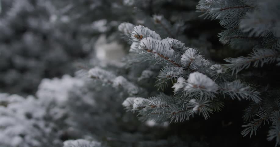 Snow falls on field and ice covered conifer branches