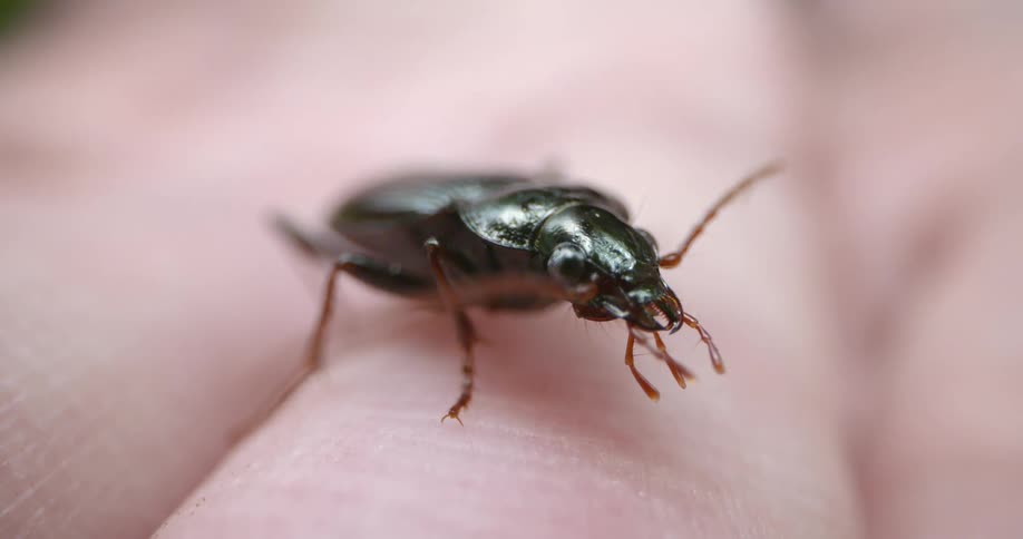 A person holds an insect in their hand