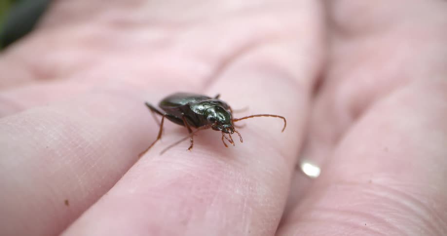 Insect stands on the finger