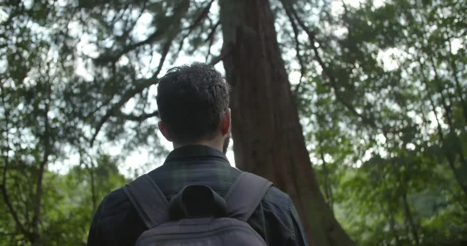 Rear view of a man walks in the forest