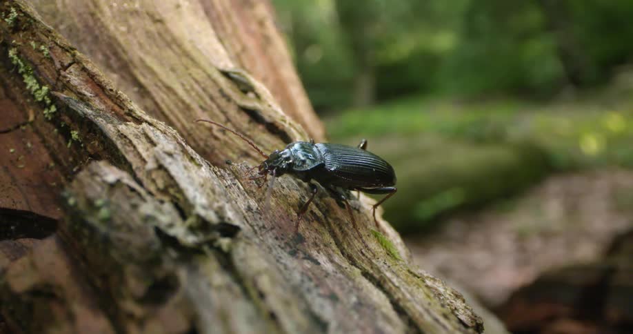 An insect on a piece of tree bark