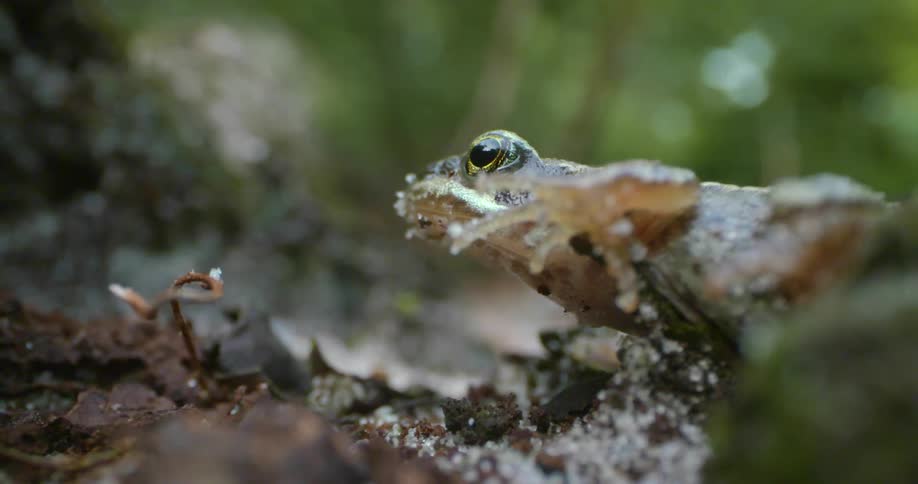 A person hikes past a frog that is sitting still