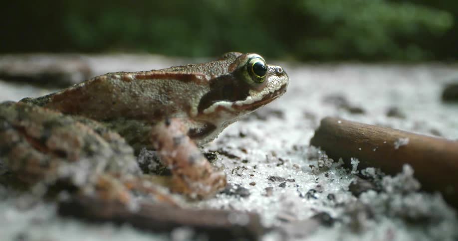 A frog sits on gravel near a bush