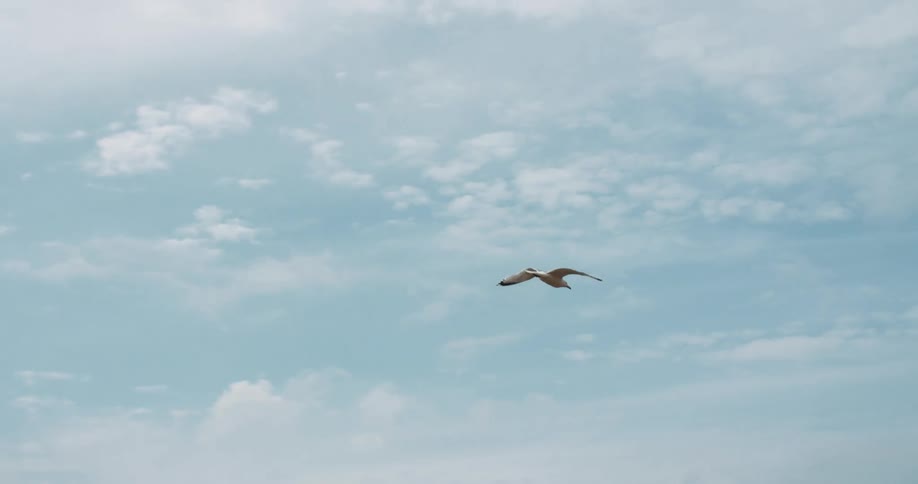 Seagull flying on a blue sky