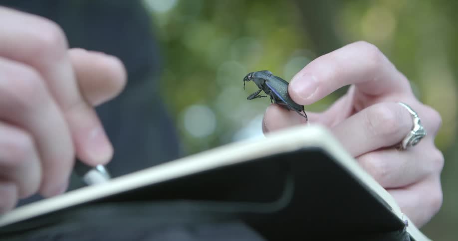 A person is holding a bug and sketching in a notebook