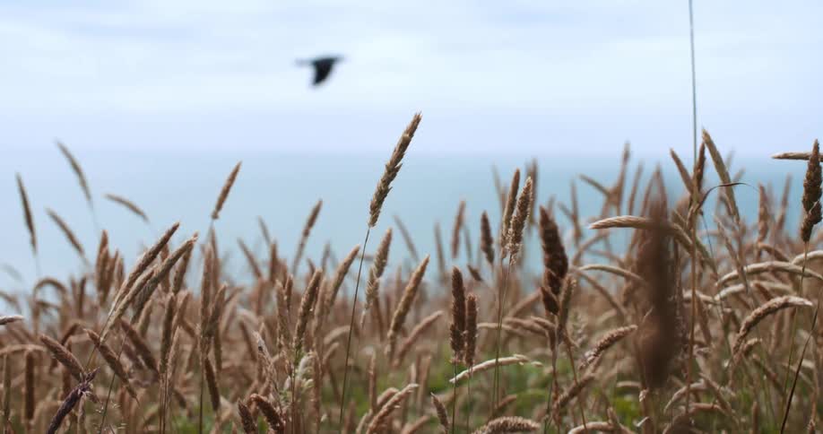A bird flies over a field of wheat