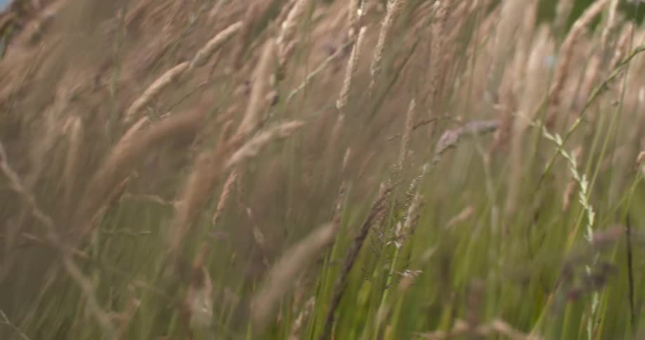 Grass and wheat sway and in the wind on a sunny day