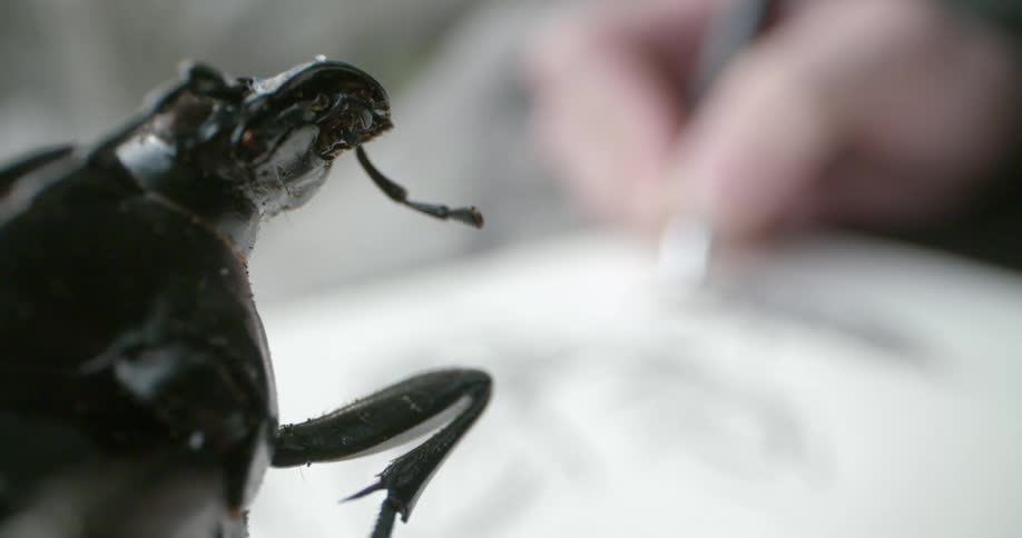 A black insect sits near a white male drawing on a piece of paper