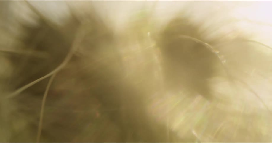 Sunlight causes dandelion seeds to shimmer