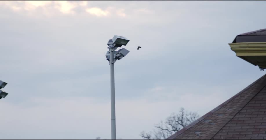 A bird hovering before an unlit light atop a tall pole near a building