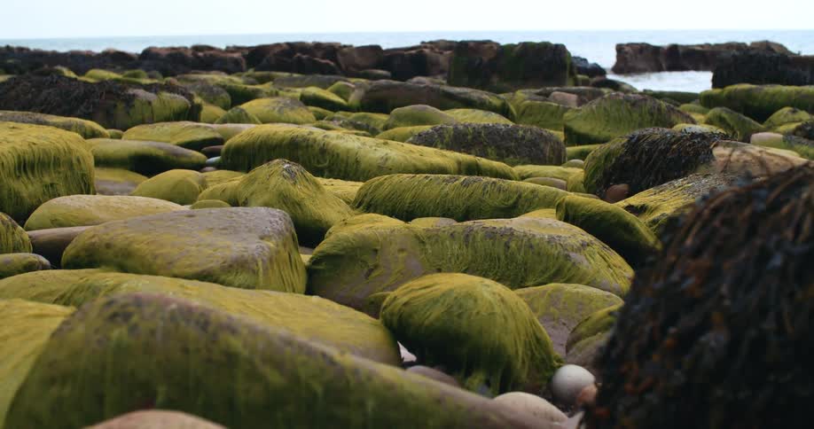 The moss sits on the rocks near the ocean