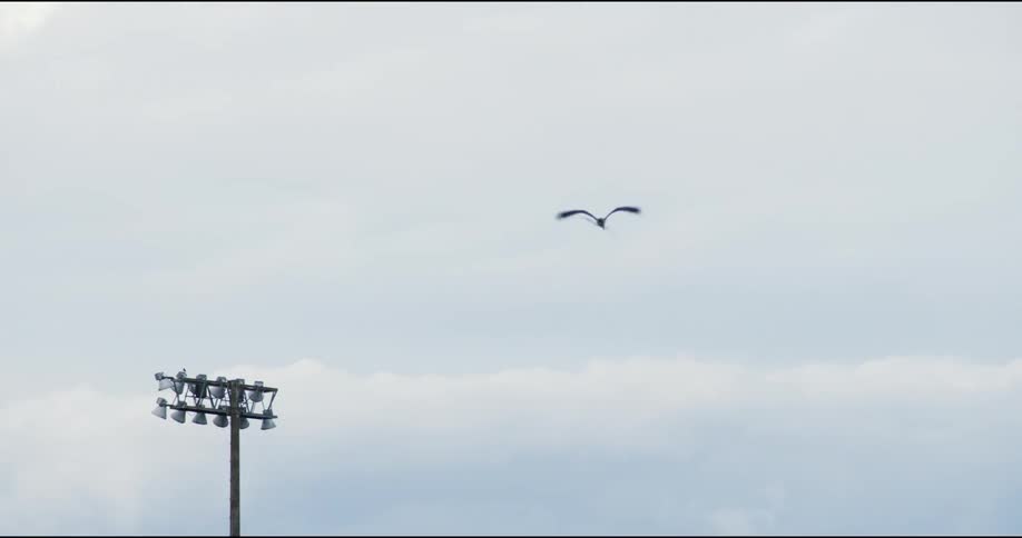A bird is flying in the cloudy sky
