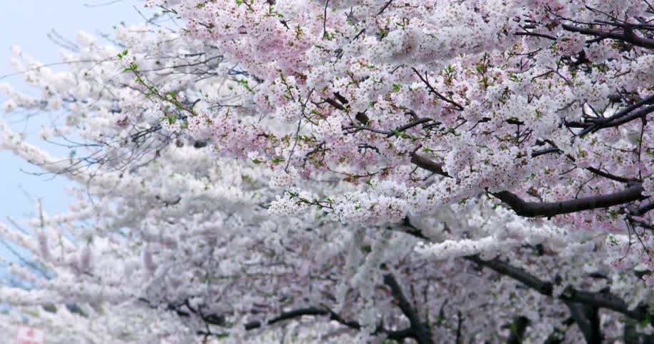 Row of cherry trees are full of cherry blossoms against a light blue sky