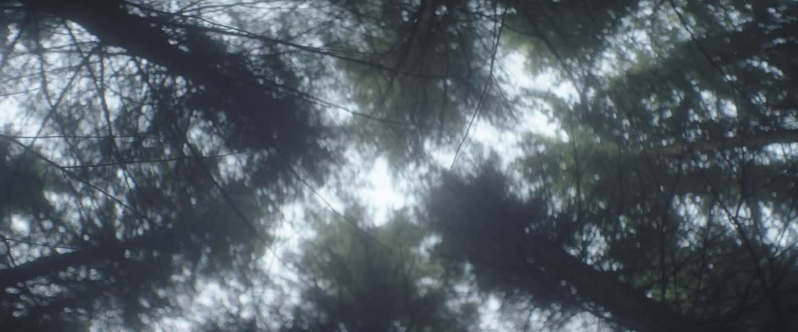The tops of trees in a haze as seen from below