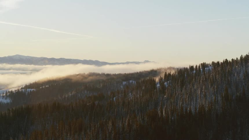 Winter forest with early morning fog hanging over trees