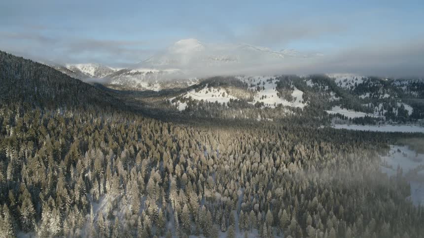 Aerial view of pine forest under the mist near snow covered mountains