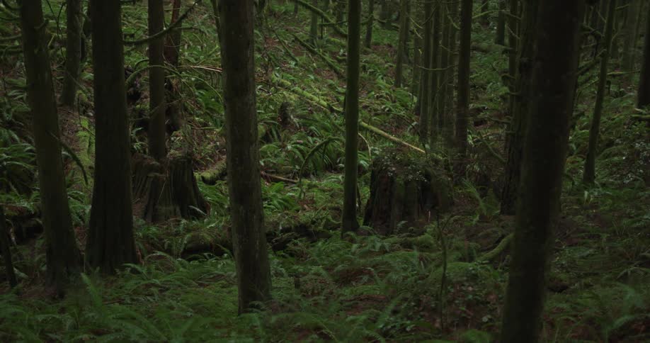 It drizzles in the dense forest