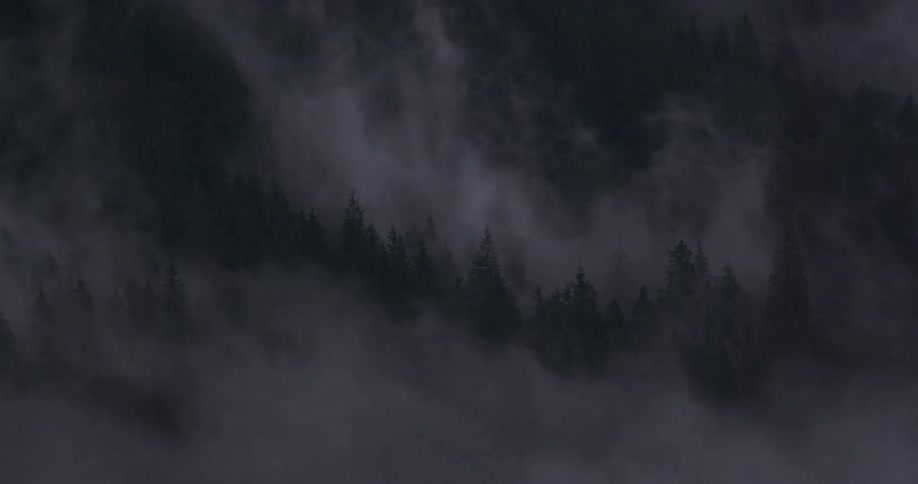 A forest with trees and fog