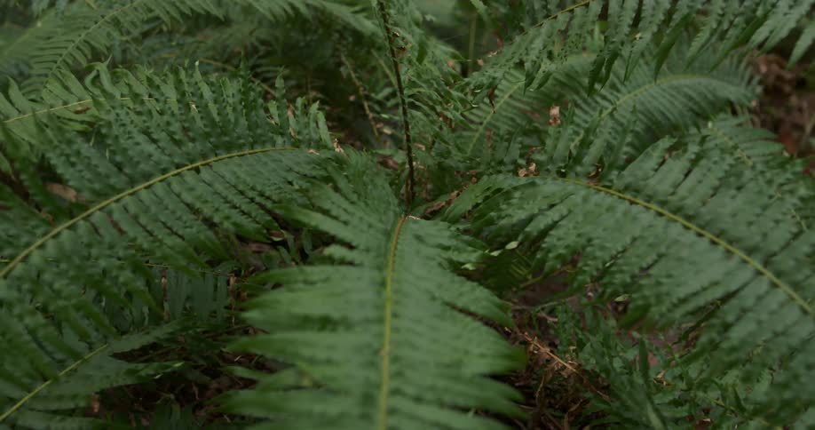 Close up of a fern