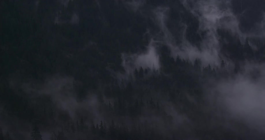 Clouds swirl around fir trees on a slope