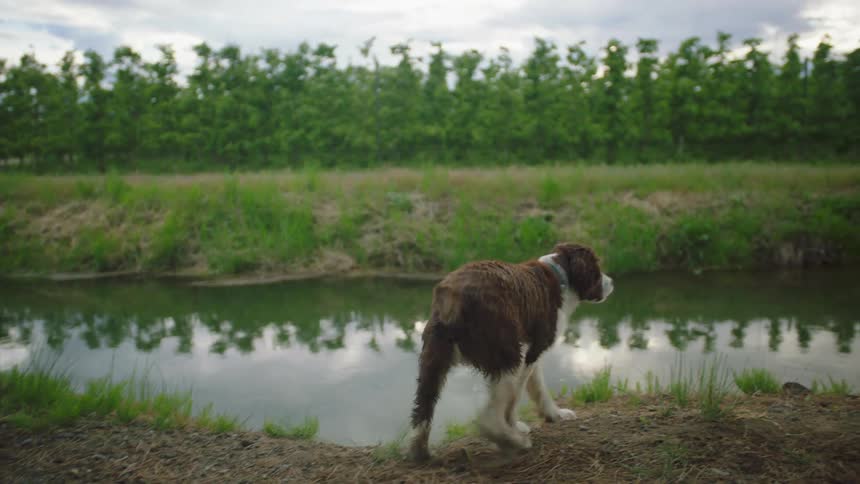A dog paces around a small lake looking confused and lost