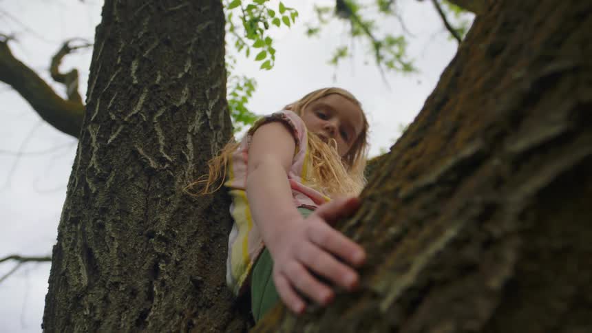 A young white girl sits in a tree and rubs her fingers over the bark on the trunk