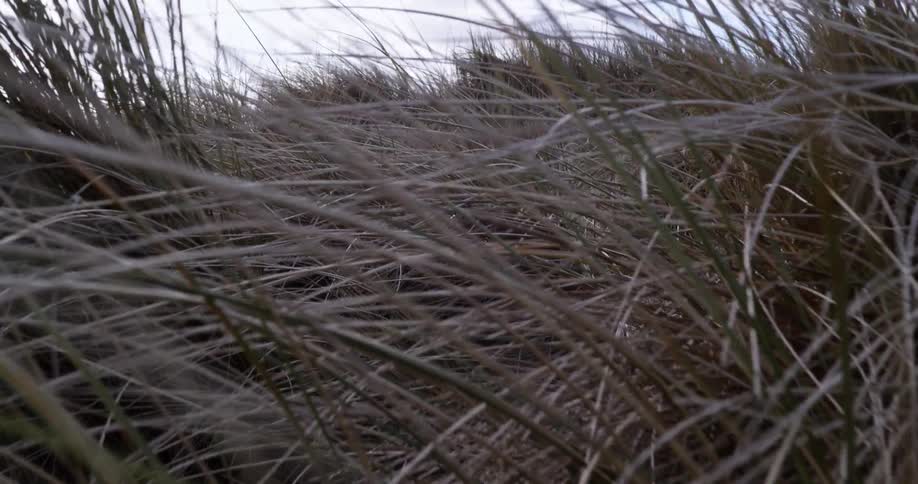 A field of tall pale grass waving in the wind