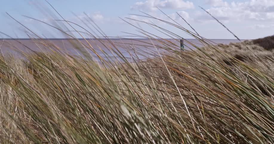 Tall dead grass blows in a field