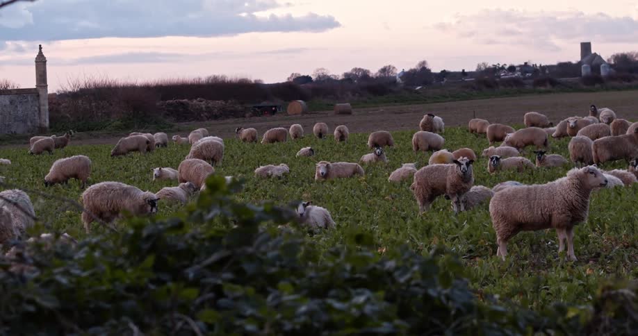 A flock of sheep stand around in a pasture