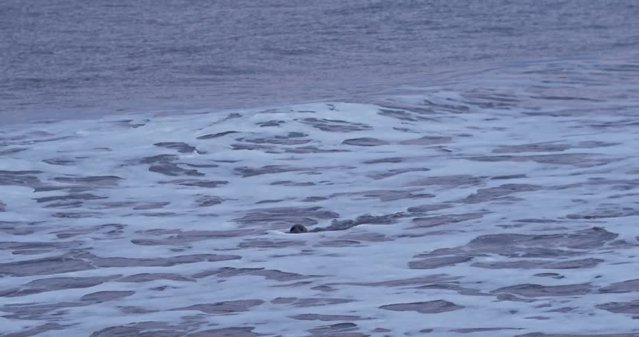 A seal swims through the foamy waves of an ocean