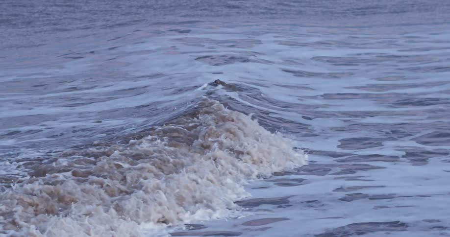 A seal swimming in the ocean with its head popping up after the wave