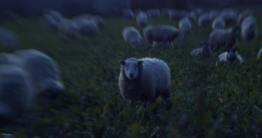 A herd of lambs gathers in a field