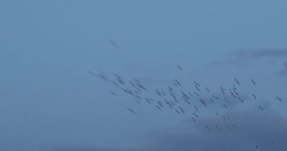 A flock of birds fly through the sky