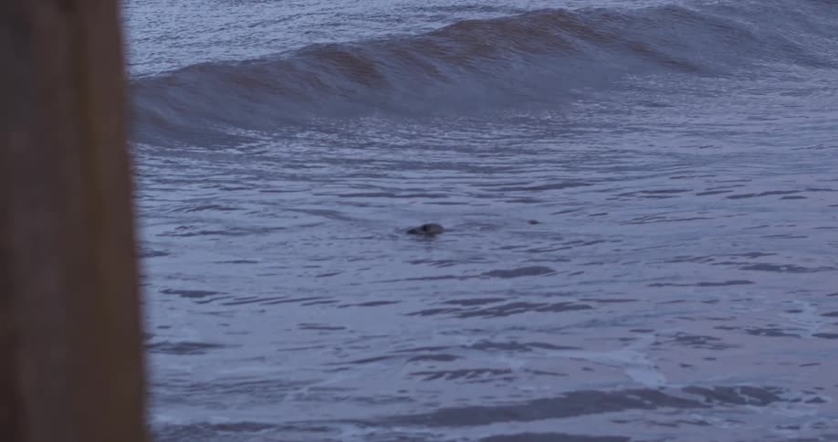 Seal floating in the sea near the coast looks at the camera