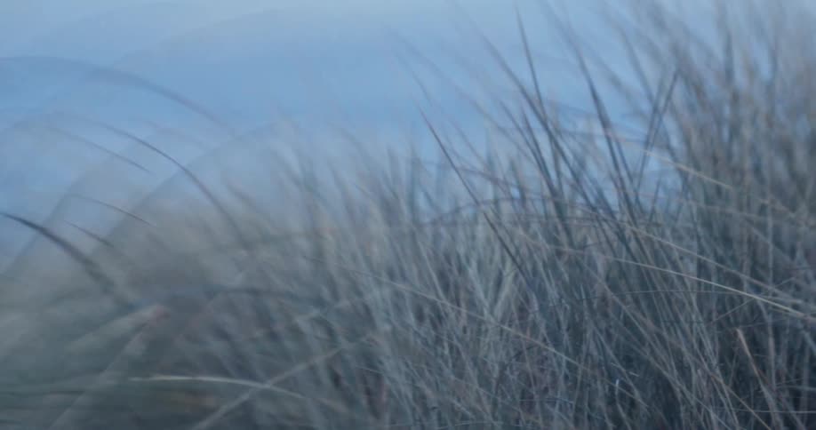 Tall brownish grass stalks stand under blue sky
