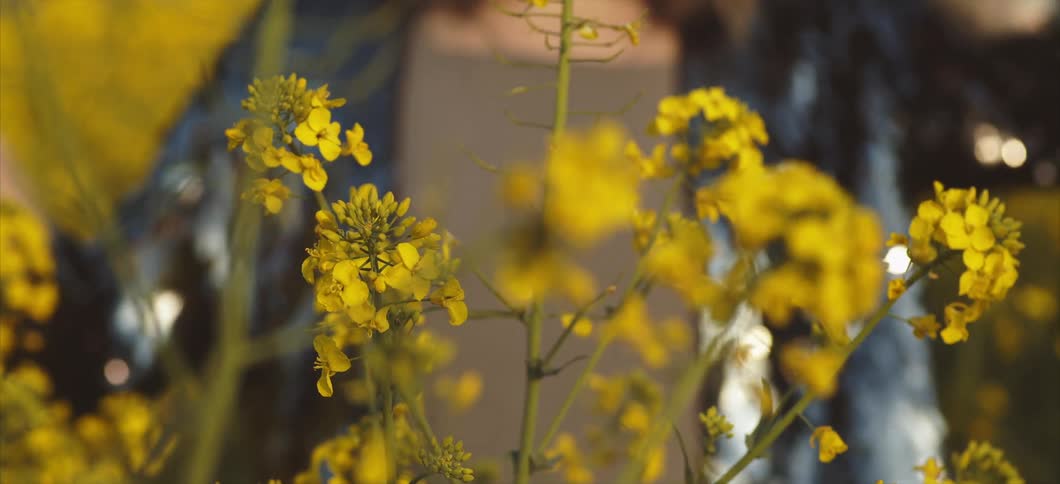 A white woman spins around in a field full of yellow flowers