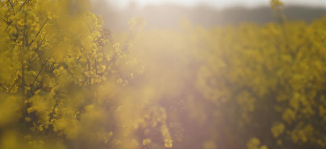 A field of flowers