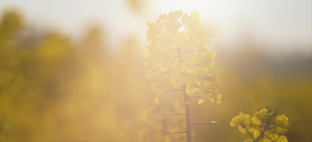 A field of yellow flowers and the sky in the background