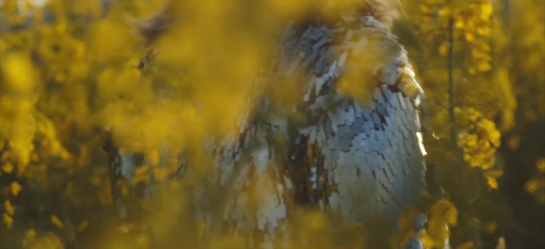 A white woman walks through a field of yellow blooming flowers