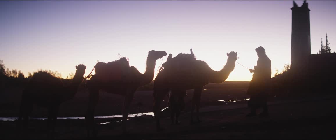 A man tends to a trio of camels outdoors