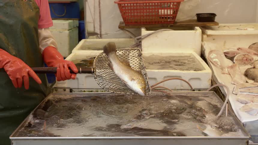 A fishmonger dropping a dead fish from a strainer into a burbling tank of water