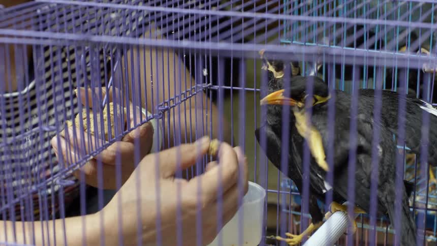 A woman feeds birds in a cage