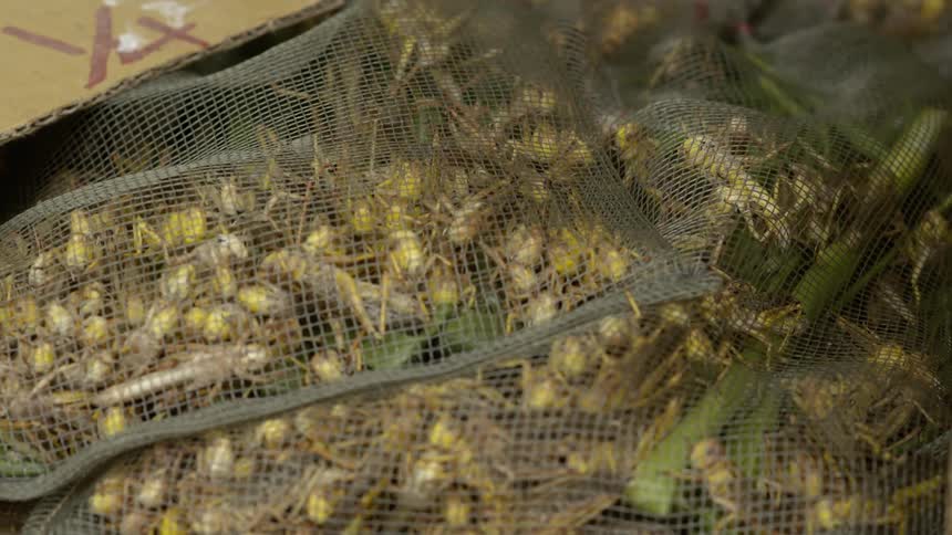 Dozens of crickets are trapped in a net inside a cardboard box