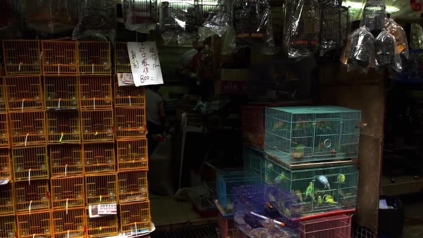 Birds fly around a store while others are kept in stacked cages in a store