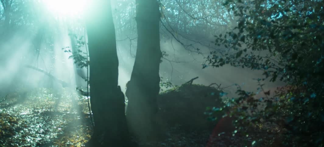 The sun shining down in a forest