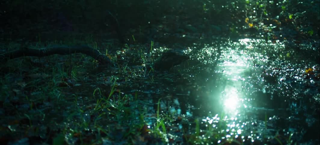 Sunlight reflects off stagnant water in a bog