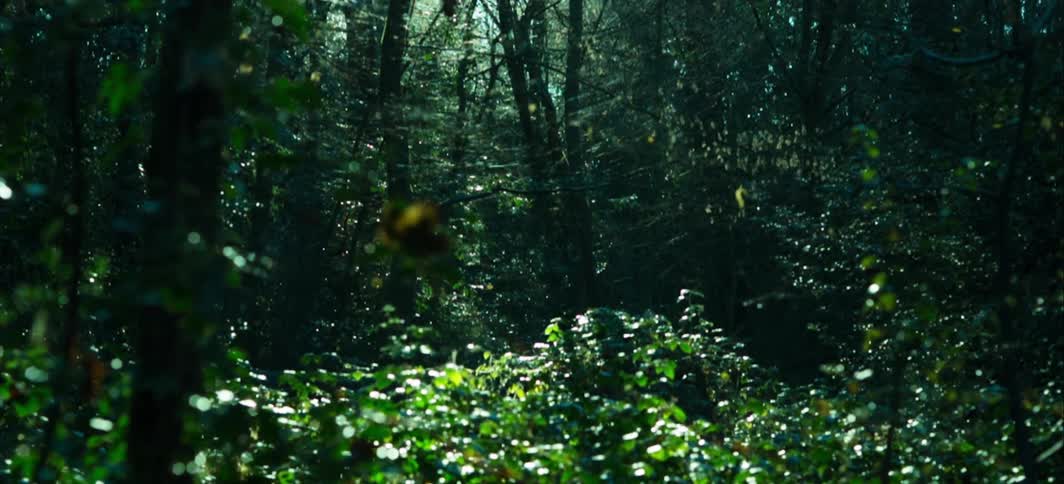 Thick vegetation deep in a forest at day
