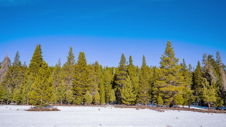 Fir trees in a forest stand surrounded by slight snow cover
