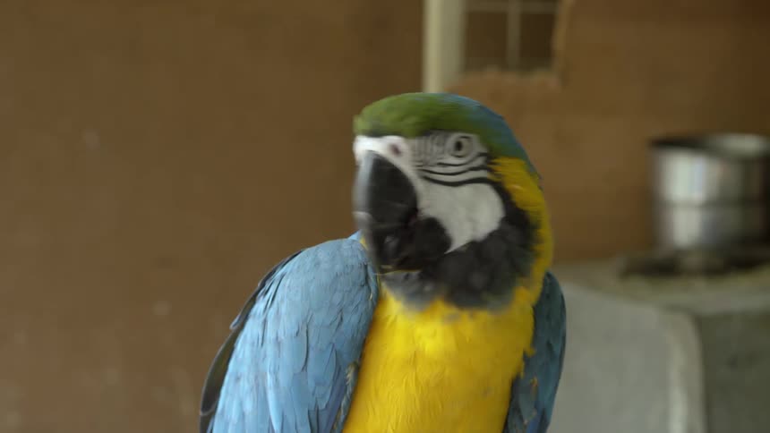 A brightly colored parrot chews food