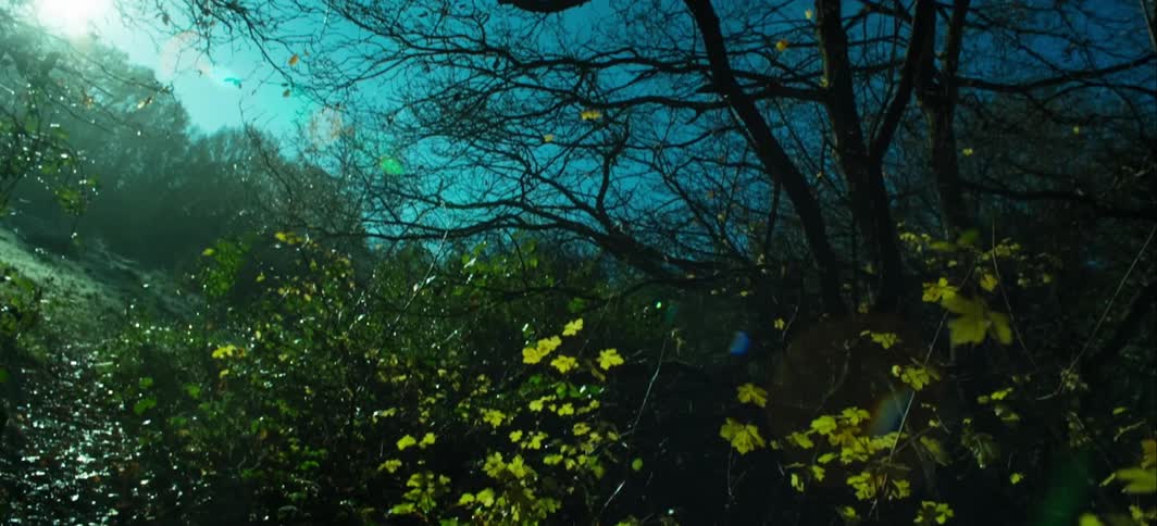 The sun shines over a clearing in the forest